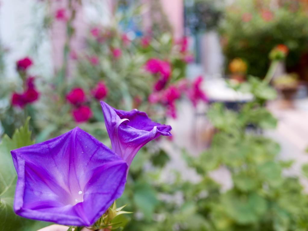 老港帕尼埃花园住宿加早餐旅馆 马赛 外观 照片